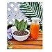 Thai Iced Tea Mix, Traditional Restaurant Style, 16 oz. (Pack of 6)