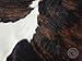 Sunshine Cowhides Alfombra de Piel de Vaca Tricolor 220 x 200 cm...