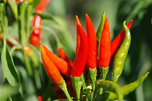 Tabasco - Semillas de pimiento picante para plantar, cultivo de pimientos picantes (100 semillas)