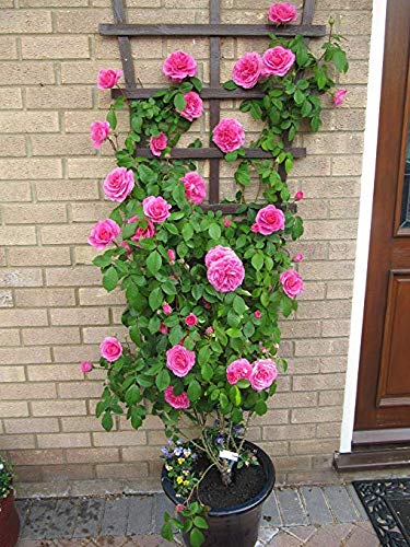 Afflorance Beginners Climbing Rose Seeds-image-46