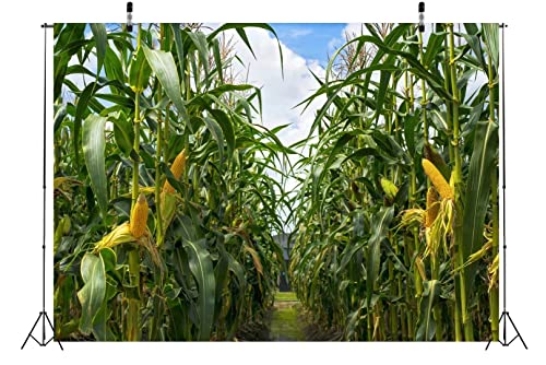 Fondo Fotográfico BELECO 8x6ft de Tela con Estampa Campos de Maíz miniatura 3
