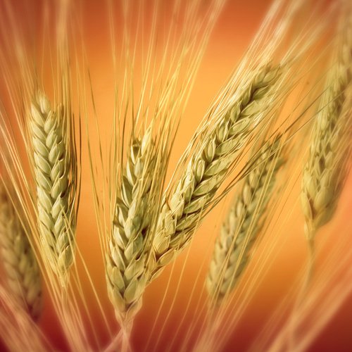Certified Organic Hard Red Wheat - 5 Lbs - PowerGrow Systems Brand Wheatgrass Seed - Grow Wheatgrass to Juice, Sprouting Seed, Grinding & Baking Wheat, Grow Ornamental Grass & More. Excellent Food Storage and Very High Germination Rate. - Thumbnail 3