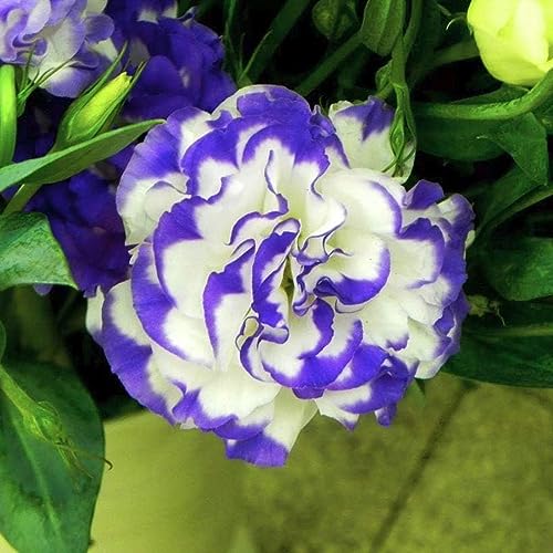 Eustoma Im Garten Pflanzen Die 15 besten Produkte im Vergleich