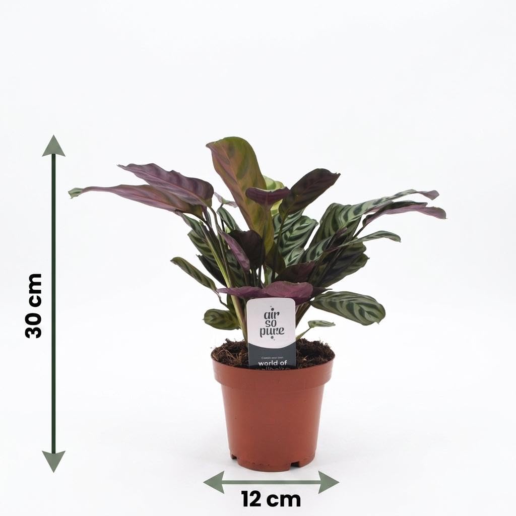 Ctenanthe Burle Marxii – roślina o wzorze w jodełkę - 30cm - Ø12cm