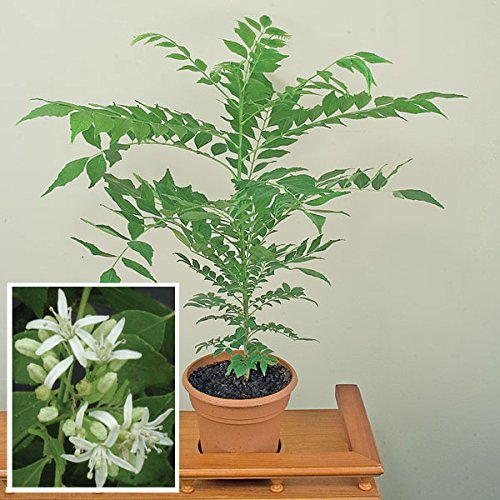 See full amazon price history chart for Creative Farmer Herb Seeds - Curry Leaf Plant Seeds Small Bush Seeds Plant Seeds For Garden Pack Creative Farmer Herb Seeds - Curry Leaf Plant Seeds Small Bush Seeds Plant Seeds For Garden Pack (B075PXJLP5) Amazon Price History, Amazon Price Tracker
