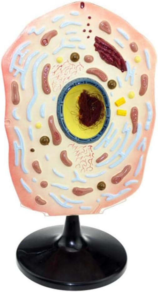 Animal Cell Model - Biological Cell Anatomy Teaching Model - Scientific Animal Anatomical Model - for Biological Teaching Demonstration Model
