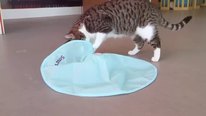SmartyKat Hot Pursuit Electronic Concealed Motion Cat Toy, Battery Powered - Blue, One Size - Image 7