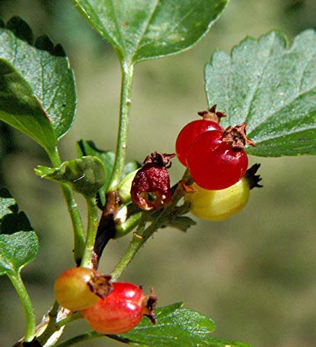Alpen Johannisbeere 60-80cm - Ribes alpinum - lebende Gartenpflanze aus den Baumschulen
