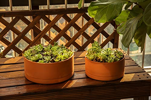 D'vine Dev 10 Inch Succulent Terracotta Shallow Pot with Drainage Hole and Saucer, Round Cylinder Planter Pot for Plant Flower, 40-Y-B-0 by D'vine Dev - Image 7