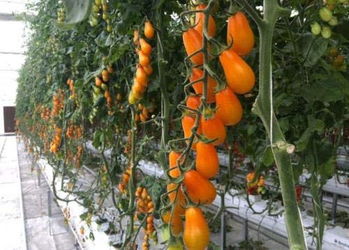 HONIC 100 Unidades Mezcla de Verduras Tomate, Plantas en macetas ...