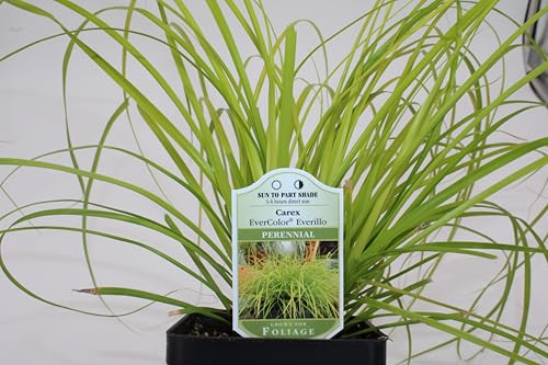 Samson Botanicals Carex Evercolor Everillo Bright Evergreen Charming Ornamental Grass