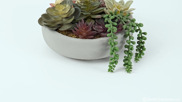 pack of succulents Pretty Planting Pack  Pigment