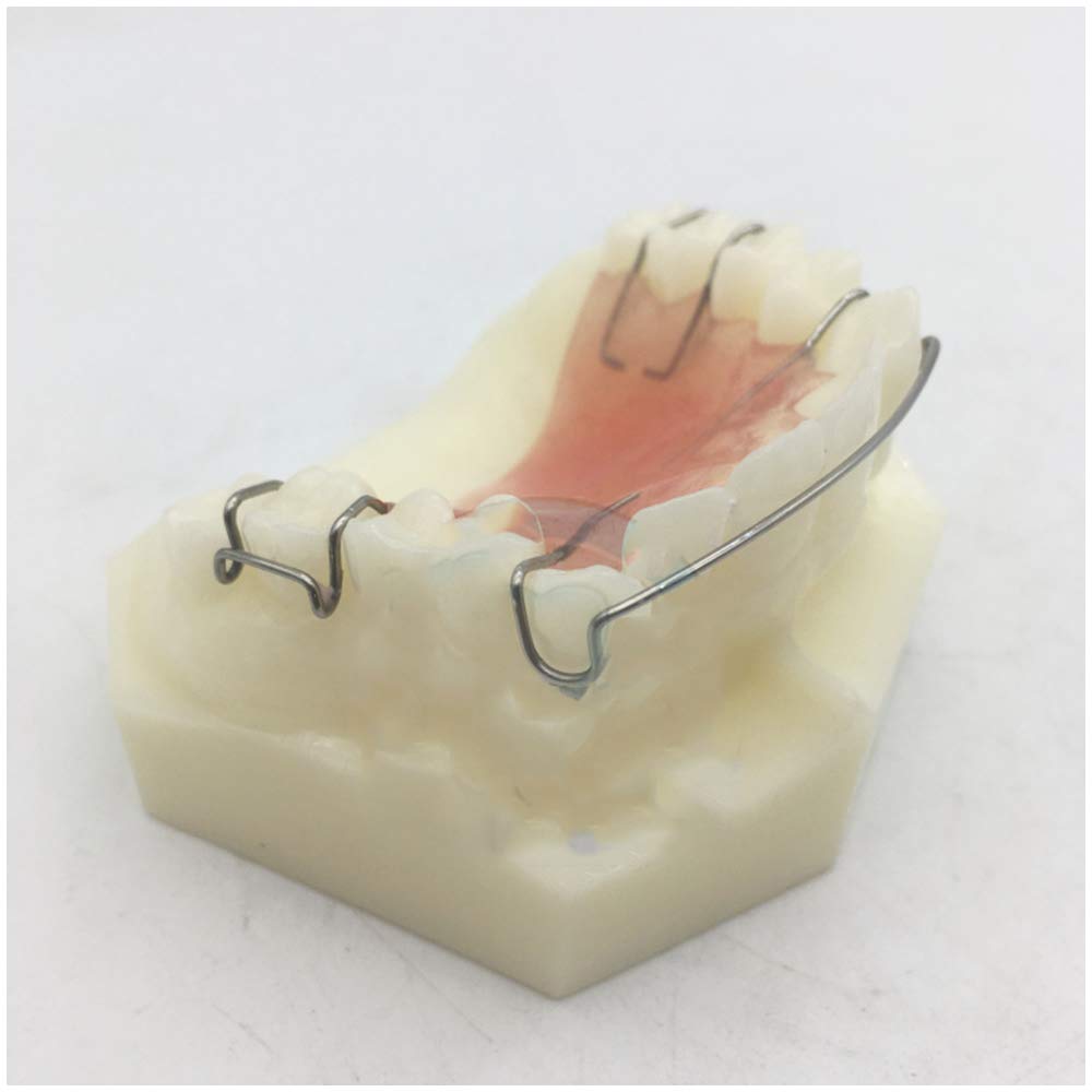 Dents modèle pour l'éducation - dents de traitement dentaire Orthodontie Modèle Étude - Simulation Retenue dents Oral orthodontiques Retenue Modèle de démonstration - pour lmodèle d'enseignement,A