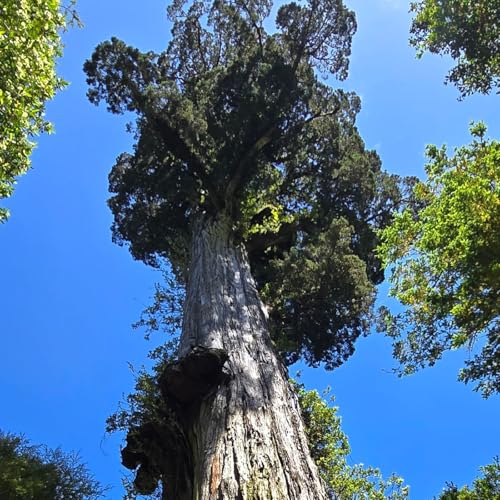 Alerce Forests, Bog Tarantulas, & Arachnitis uniflora Podcast Por  arte de portada