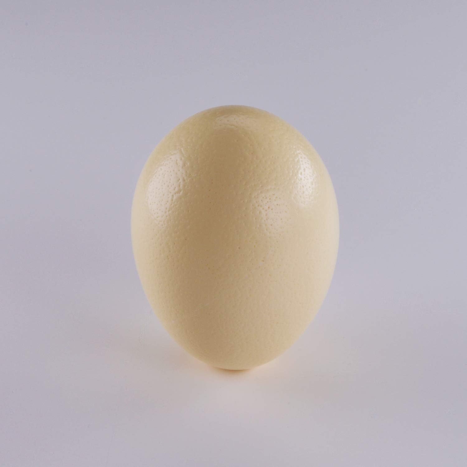 Grade A Blown Ostrich Egg