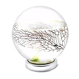 EcoSphere Closed Aquatic Ecosystem Large Sphere with LED Base