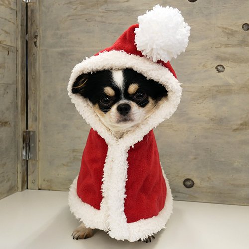 Amazon.co.jp: 犬服工房 サンタケープ パピー向け型紙