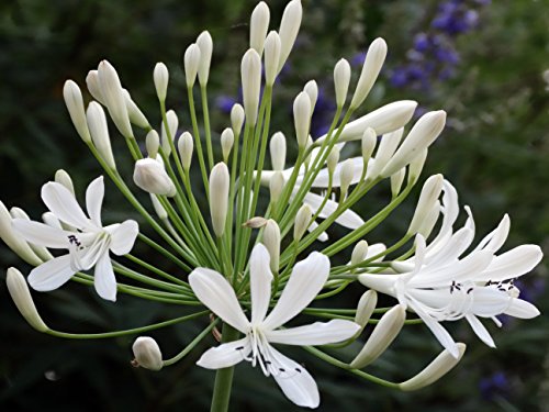 Getty White Agapanthus - 3 Live Plants
