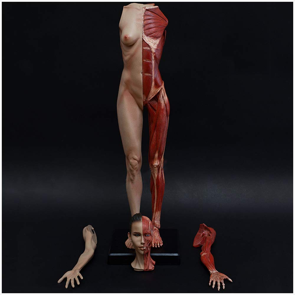 Modèle D'Anatomie Humaine Féminine De 23,6 Pouces / 60 Cm - Figure D'Anatomie Humaine - pour Dessiner Un Outil d'art De Référence Médicale