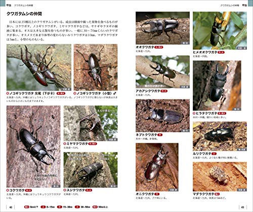 昆虫図鑑のおすすめ25選 子ども向け 大人向けも Heim ハイム