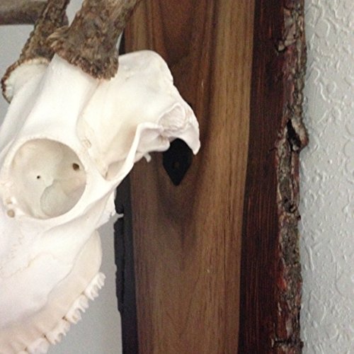 Hunters Hollow European Skull Mount Hanger #TOP2