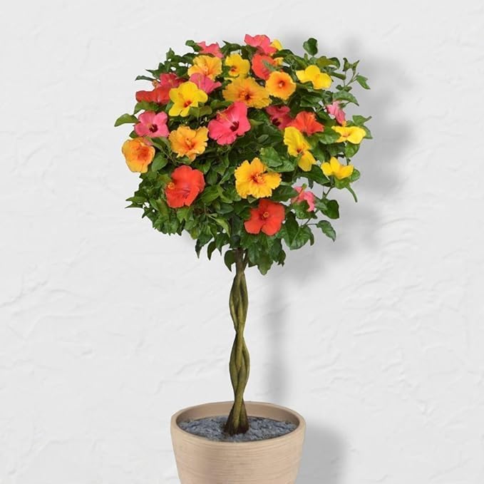 Image of Hibiscus Gudhal Flower Live Plant, Garden and Outdoor Nursery Plant, Multicolour (Hibiscus flower plant)(Live Plant)(GUDHAL FLOWER PLANT) With Pot