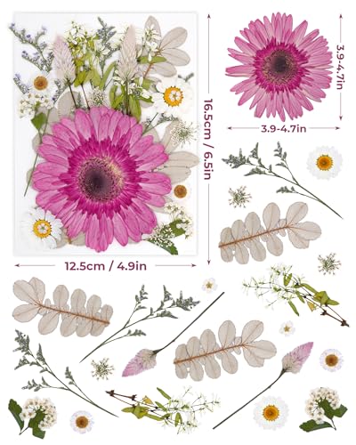 2 Packs de Flores Secas Prensadas para Manualidades miniatura 3