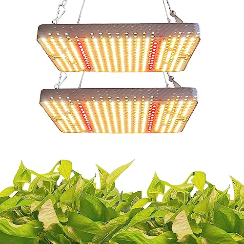 Indoor Illumination The Best UV Lights for Indoor Plants