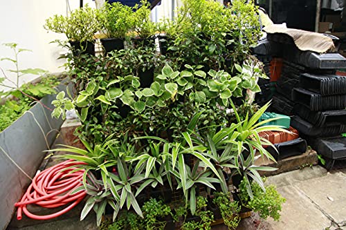 Image of Vertical Wall Hanging Garden Pots (Black), Strong pots - 50 Pots