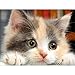 Produktbild MXJSUA DIY 5D Diamant Malen nach Zahlen Kit,5D Diamant Gemälde Kit Diamond Painting Katze, 5D Diamant Painting Katze, Full Diamond Painting Bilder, Daiments Painting, Handwerksbedarf Wanddeko 40x30cm