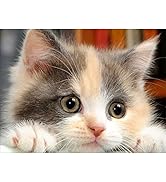 Kit Diamond Painting 5D Gatto - Pittura Con Diamanti Per Adulti E Bambini, 30x40 Cm - Foto 7