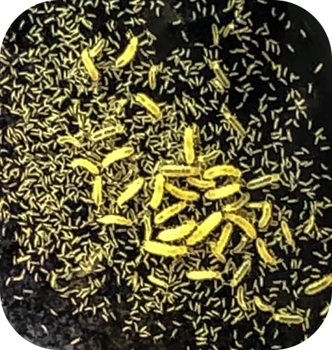 Isopod Specialist Live Established Springtail Culture (Tropical Springtails) (8oz Culture)