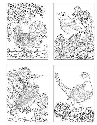 Birds at Home Coloring Book: 50 State Birds and Flowers (Design Originals) From Alabama's Camellia to Wyoming's Meadowlark with 24 Removable Cards, Common & Scientific Names, and 12 Inspiring Examples - Image 9