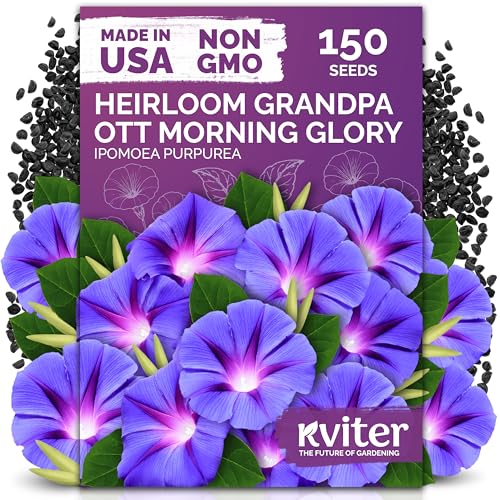 KVITER 150 Grandpa OTT Morning Glory Seeds (Ipomoea purpurea) Vine Purple Climbing Blooms Flower Seeds to Plant Outside Pollinator Heirloom Seed Packets for Garden Trellises Outdoor Flower Beds