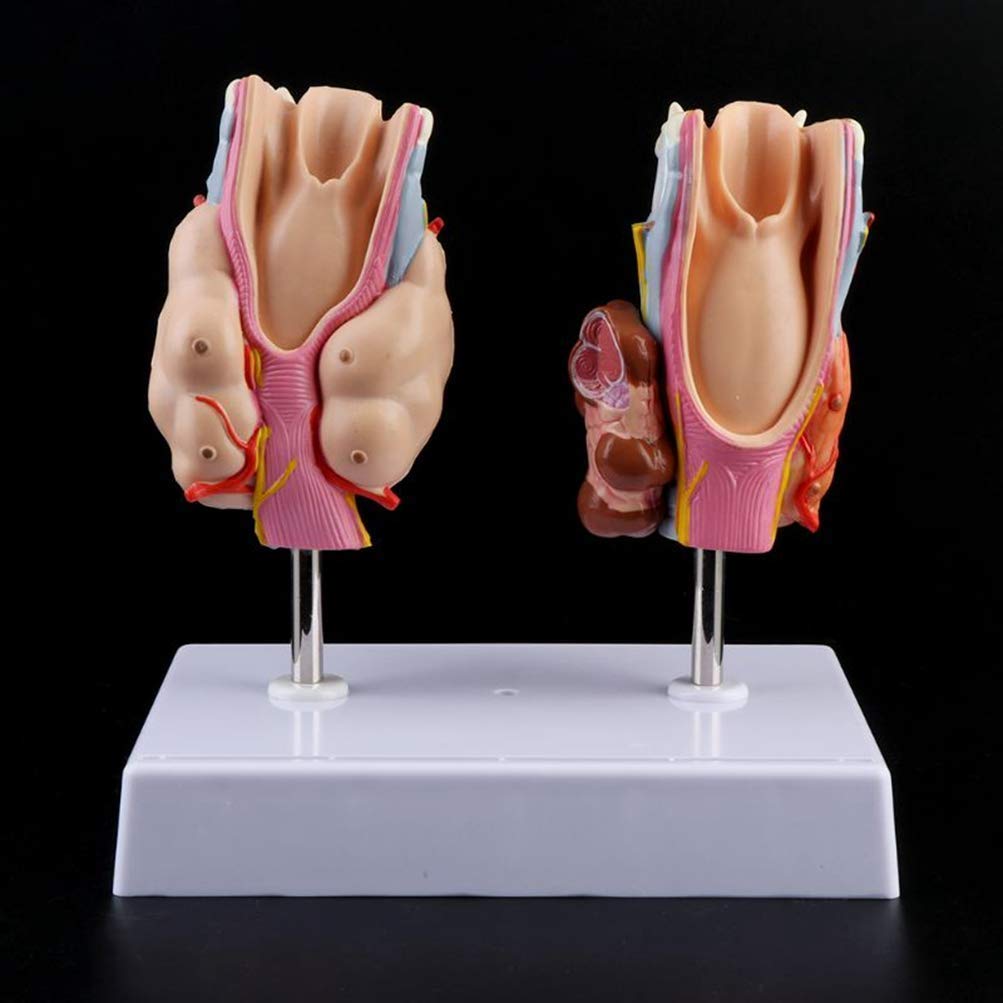 Model Anatomiczny Patologii Ludzkiej Tarczycy-Szyja Modelka Tarczycy, Model Anatomii Ludzkiej Medycznych Materiałów Dydaktycznych