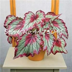 Duur: 100 PC/Bossa Bella Flor Begonia en Test de Bonsai Bonsai Jardí Pati Balcó Cole Per plantes de jaar: 15