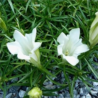 Generic 50Pcs Gentian Flower Seeds White