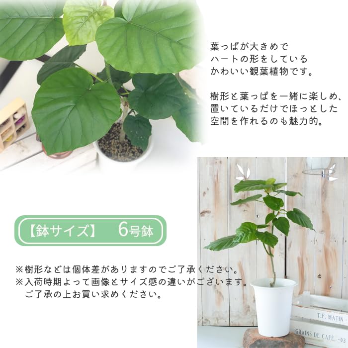 フィカス ウンベラータ 実生 インテリア 観葉植物 人気 品種 観葉植物 フィカスウンベラータ 6号 角プラスチック鉢