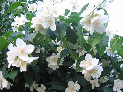 Seedville Philadelphus Coronarius Sweet English Dogwood Mock Orange Flower Shrub - 20 Seeds by Seedville