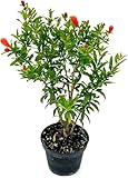 ragnaroc Live Fruit Trees – Punica Granatum Dwarf Pomegranate Plug 9-12” Tall - 1ct - Color When Flowering Red, Bonsai - Live Arrival Guaranteed - House Plants for Home Decor