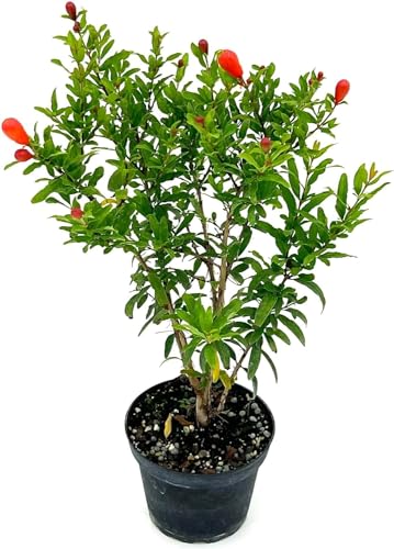 ragnaroc Live Fruit Trees &ndash; Punica Granatum Dwarf Pomegranate Plug 9-12&rdquo; Tall - 1ct - Color When...