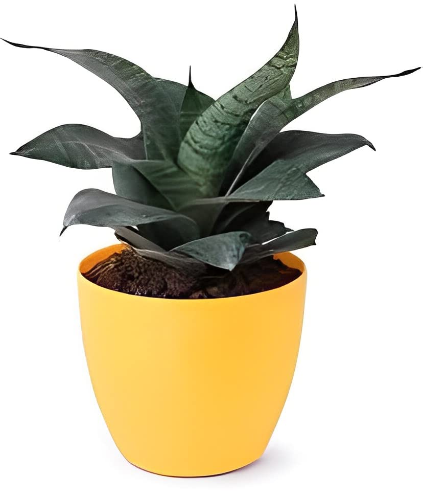 Image of Live Black Snake Plant with Yellow Decorative Pot Indoor Plants for Living Room, Home & Office Decoration And Garden (3Inch Pot, Yellow)