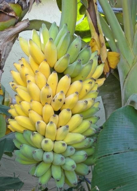 Image of Indian Kathali Banana Plant | Big Size Live Fruit Plant | Sweet & Aromatic Banana Variety | Healthy Plant for Home Garden & Terrace Gardening | Pack of 1