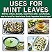 SPICES VILLAGE Loose Leaf Peppermint Tea, Dried Peppermint Leaves (2 oz) - Fresh Peppermint Leaves, Mint Herb, Crushed Mint Spice,Kosher, Gluten Free, Non GMO, Resealable Bulk Bag