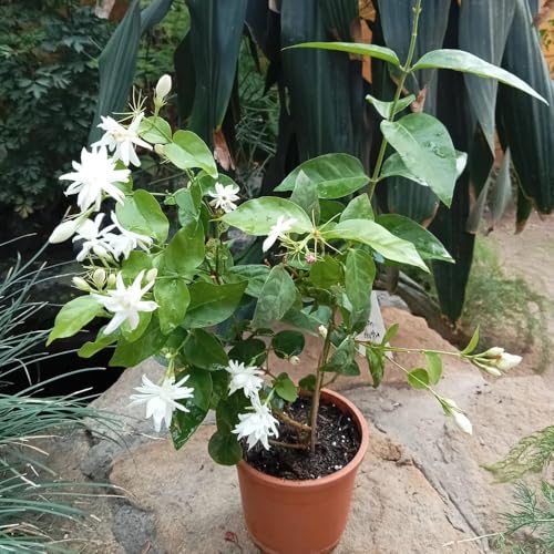 Image of Live Mogra Plant Rare Arabian Jasmine | Multi Petals Mogra Flowering Plant with Pot | Indoor Outdoor Fragrant White Flower Plant for Home Garden Balcony