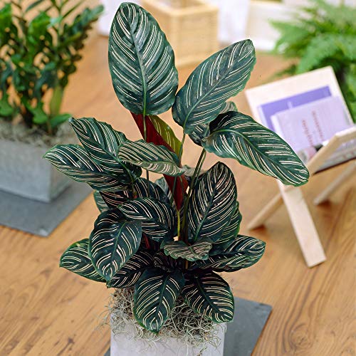 Calathea Lancifolia Rattlesnake Plant – Most Tolerant Calathea