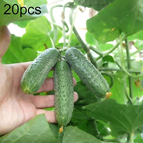 preliked Flower Seeds in Spring, 20Pcs Delicious Cucumber Seeds Home Garden Yard Farm