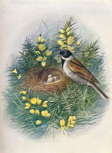 Tableau oiseau bruant des roseaux décoration salon 60x90cm