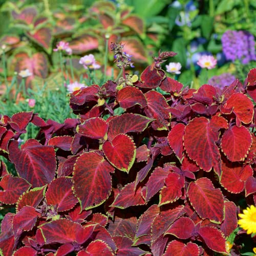 Park Seed Giant Exhibition Complete Mix Coleus Seeds, Large Multi-Colored Foliage on Compact Plants, Classic Victorian Houseplant or Shade Garden Accent, Pack of 20 - Image 3