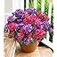 3 Fuchsia, 3 Purple